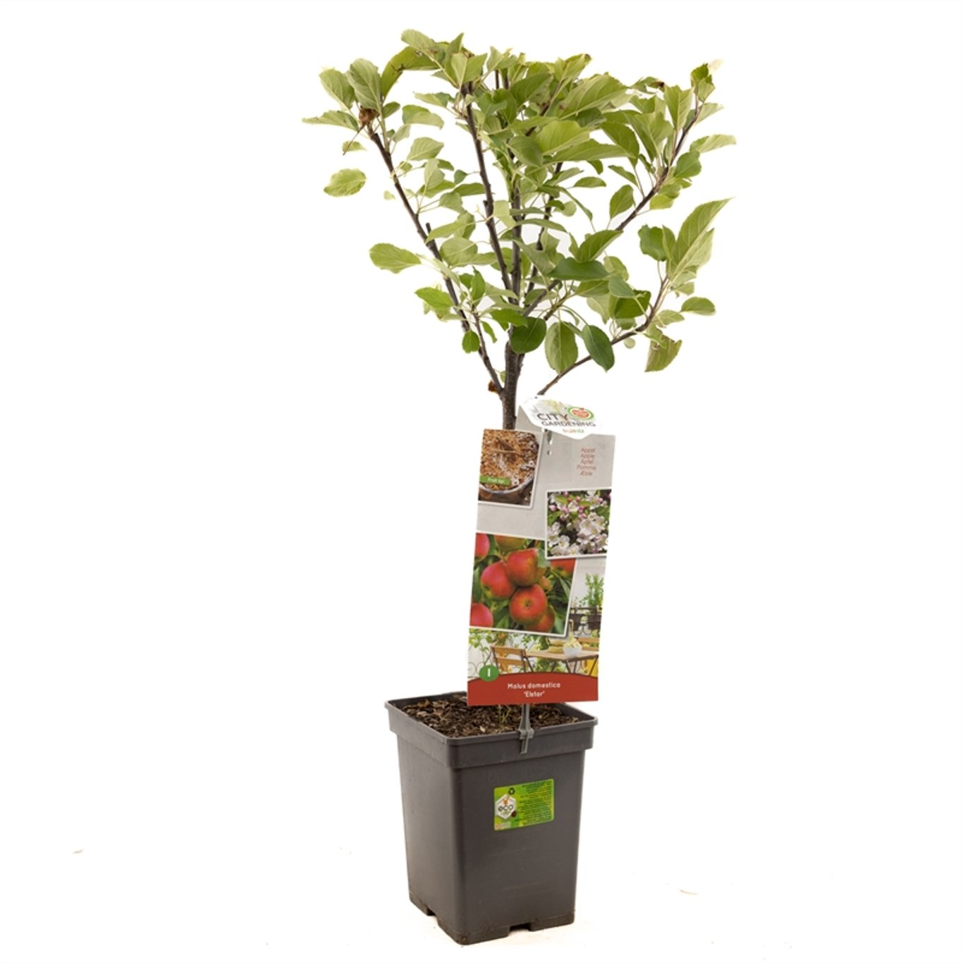 Malus d. 'Elstar' - C5 60-80 CM Patio